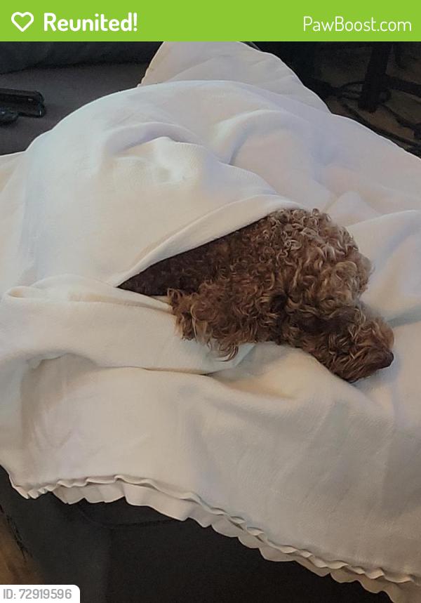 Reunited Male Dog last seen Near Roman Forest Blvd, New Caney, TX 77357, New Caney, TX 77357