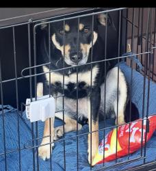 Found/Stray Female Dog last seen Bullitt Lick Middle , Shepherdsville, KY 40165