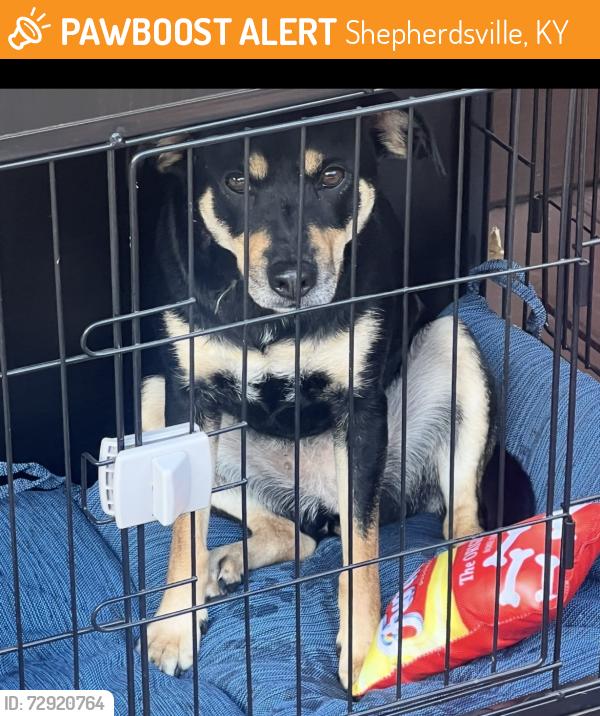 Found/Stray Female Dog last seen Bullitt Lick Middle , Shepherdsville, KY 40165