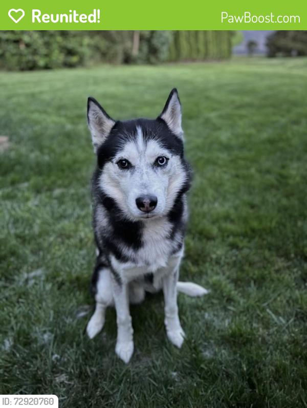 Reunited Male Dog last seen Near T Rt 358, Roaring Brook twp, PA 18444, USA, Roaring Brook Township, PA 18444