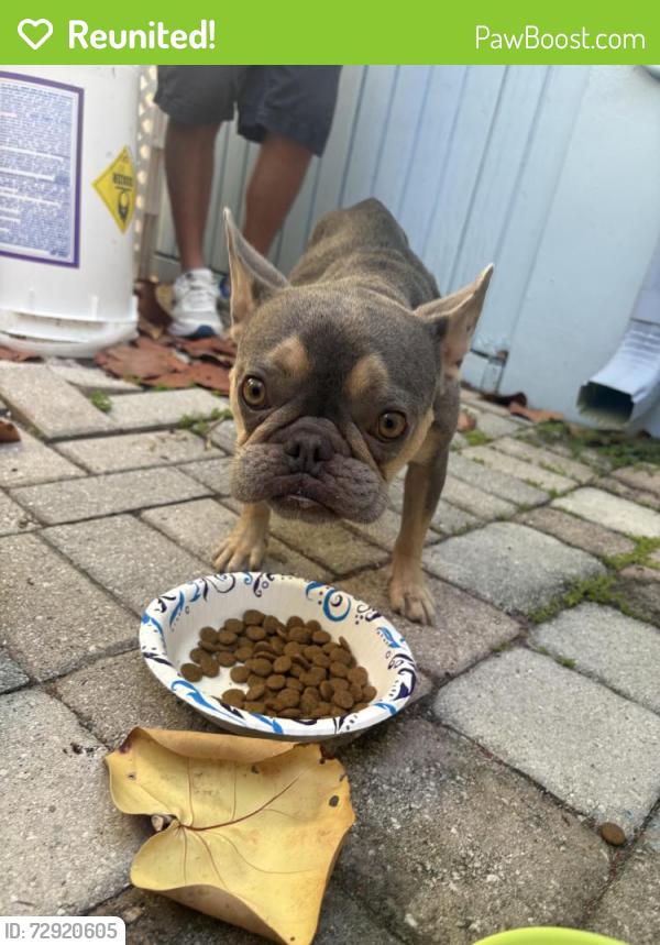 Reunited Female Dog last seen 6th Ave S And Federal Hwy, LW, Lake Worth Beach, FL 33460