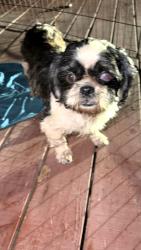 Found/Stray Unknown Dog last seen SouthPark street Dollar general on 1485 , New Caney, TX 77357