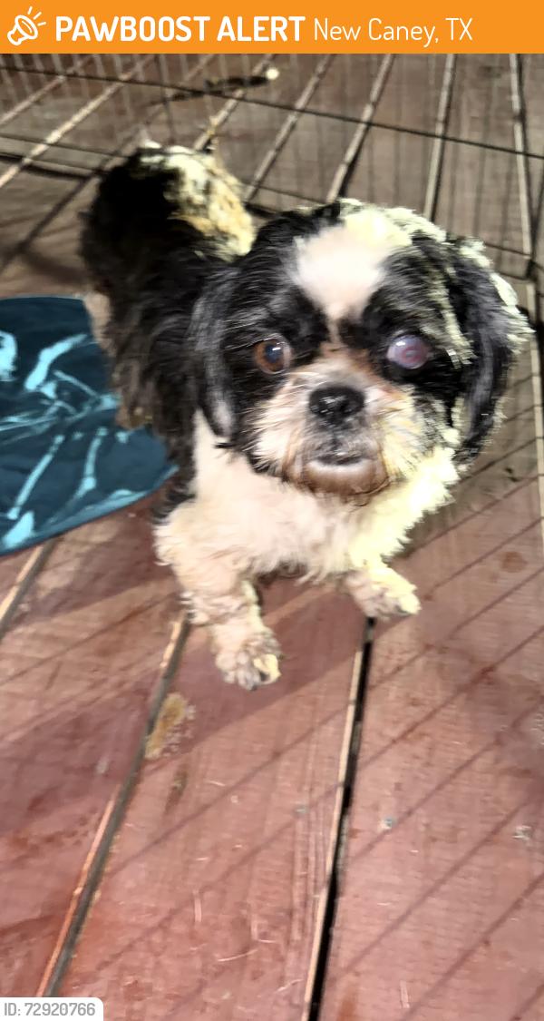 Found/Stray Unknown Dog last seen SouthPark street Dollar general on 1485 , New Caney, TX 77357