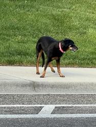 Found/Stray Unknown Dog last seen E. Lake Forest Dr. and Tartarus way, Columbia Village Boise Idaho Idaho, Boise, ID 83716
