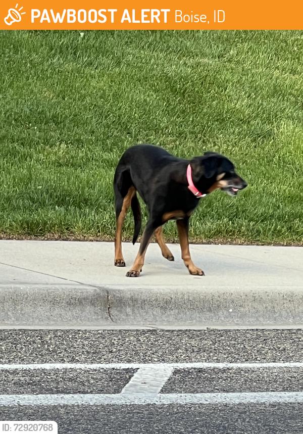 Found/Stray Unknown Dog last seen E. Lake Forest Dr. and Tartarus way, Columbia Village Boise Idaho Idaho, Boise, ID 83716