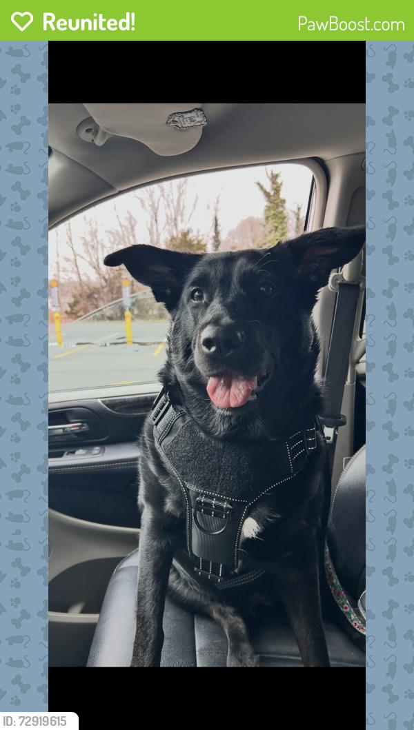 Reunited Male Dog last seen Spotted on a ring camera in Trenton ave., Berkeley Township, NJ 08721