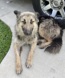 Found/Stray Female Dog last seen Circle K FM1314, Porter, TX 77365