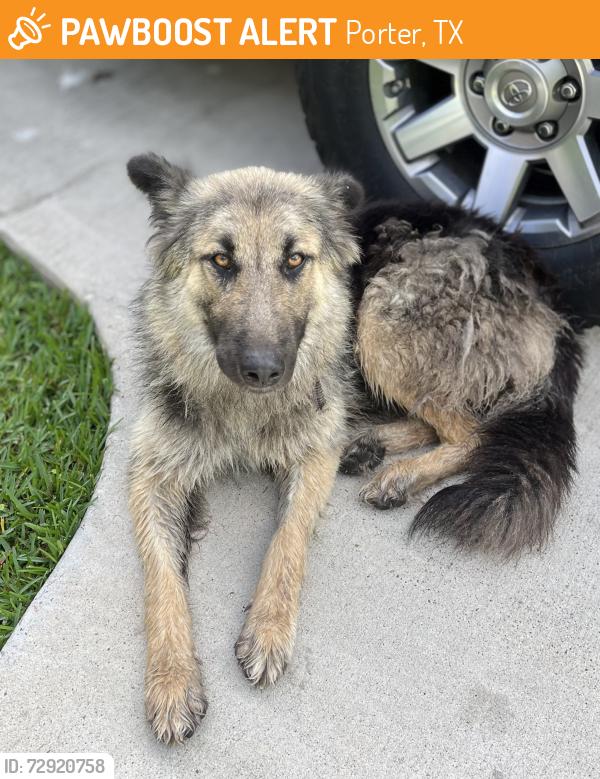 Found/Stray Female Dog last seen Circle K FM1314, Porter, TX 77365