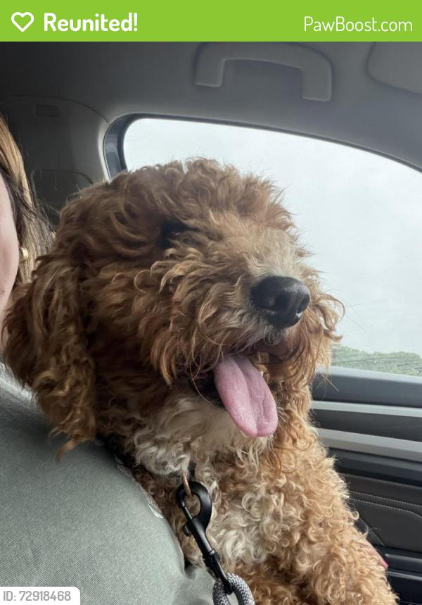 Reunited Male Dog last seen Ansel School Road, Greer, SC 29651