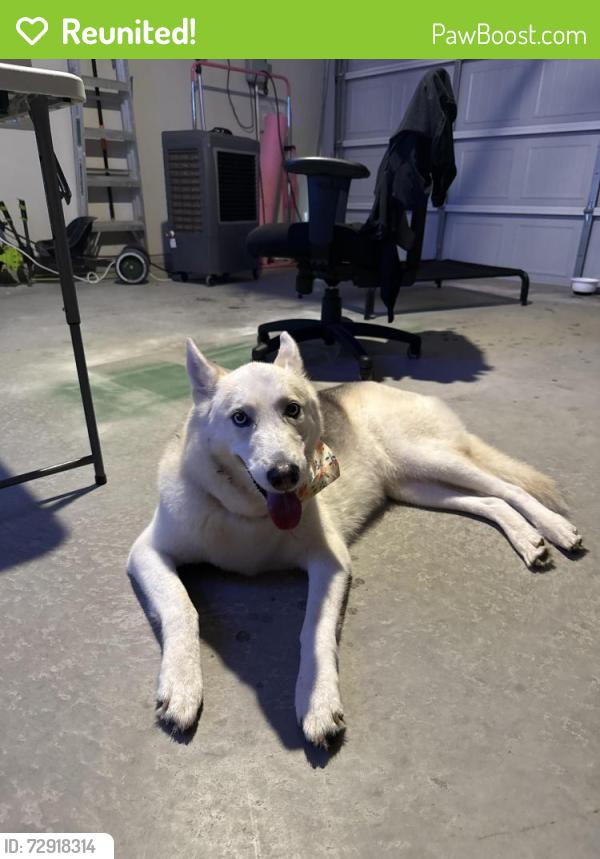 Reunited Female Dog last seen mccormick and parvin, Denton, TX 76201
