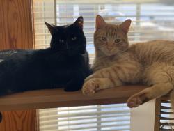 Lost Male Cat last seen Gallivan and Morton , Boston, MA 02126