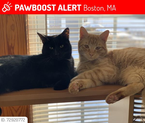 Lost Male Cat last seen Gallivan and Morton, Boston, MA 02126