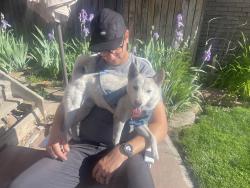 Found/Stray Male Dog last seen 18th and Sherman St., Denver, Denver, CO 80203