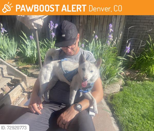 Found/Stray Male Dog last seen 18th and Sherman St., Denver, Denver, CO 80203