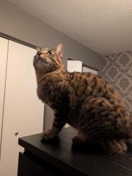 Reunited Male Cat last seen Jerry & Sofron, Cambridge, ON N3C