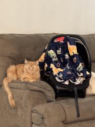 Lost Male Cat last seen Sutro/wedekind, Reno, NV 89512