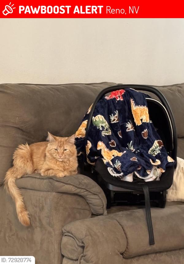 Lost Male Cat last seen Sutro/wedekind, Reno, NV 89512