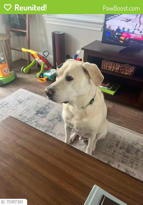 Reunited Male Dog last seen Oak Forest Dr and 34th St, Houston, TX 77018