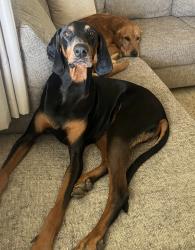 Reunited Male Dog last seen Forest Park near Evangeline rd, Cincinnati, OH 45240