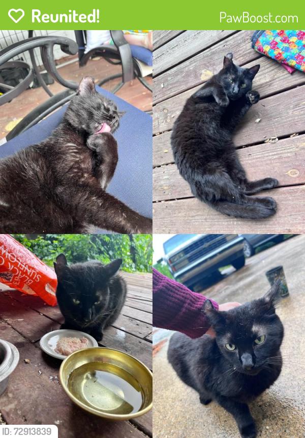 Reunited Male Cat last seen Brookhaven Dr and Lake Circle, Columbia, TN 38401