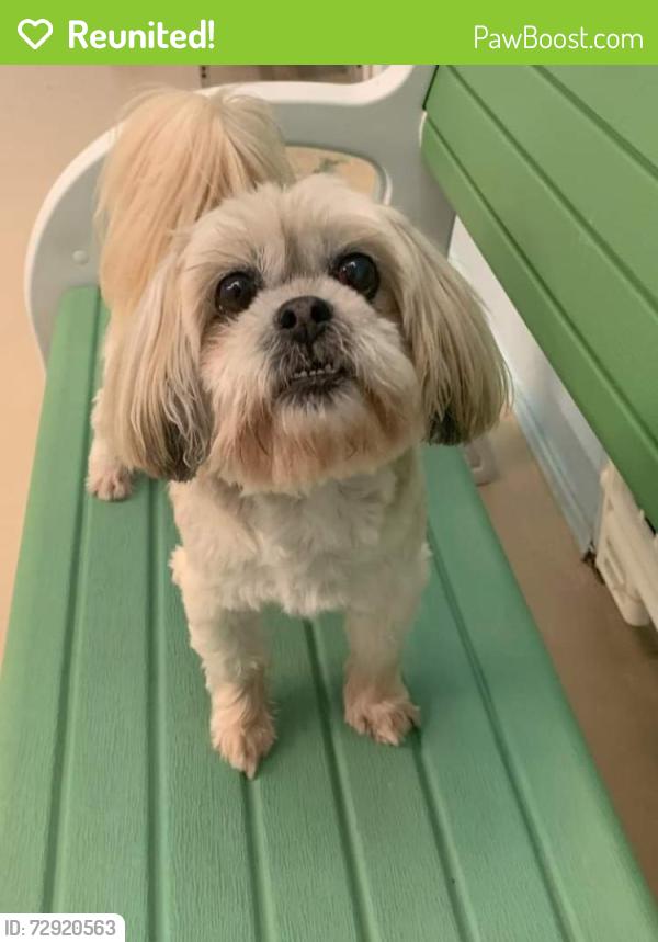 Reunited Female Dog last seen Citrus Springs blvd, Citrus Springs, FL 34434