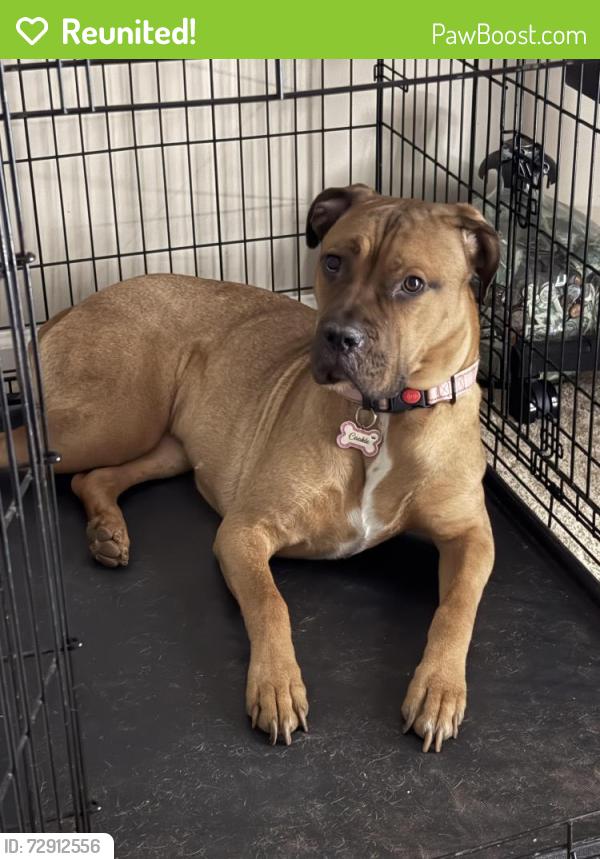 Reunited Female Dog last seen Hanes Ave Winston-Salem NC, Winston-Salem, NC 27105
