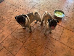 Reunited Unknown Dog last seen Near Overbrook Dr, Arlington, TX 76014, USA, Arlington, TX 76014