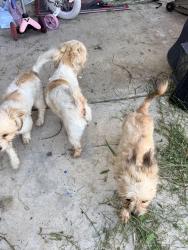 Found/Stray Unknown Dog last seen Near Palmae Drive, Brownsville, TX 78521