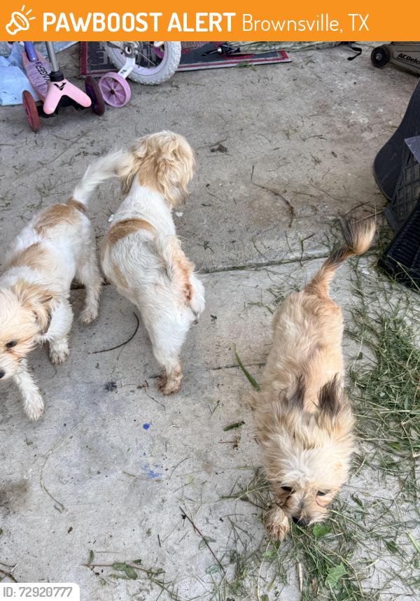 Found/Stray Unknown Dog last seen Near Palmae Drive, Brownsville, TX 78521