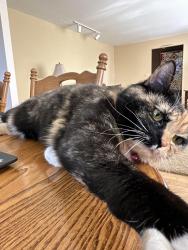 Lost Female Cat last seen Englewood , Yakima, WA 98908