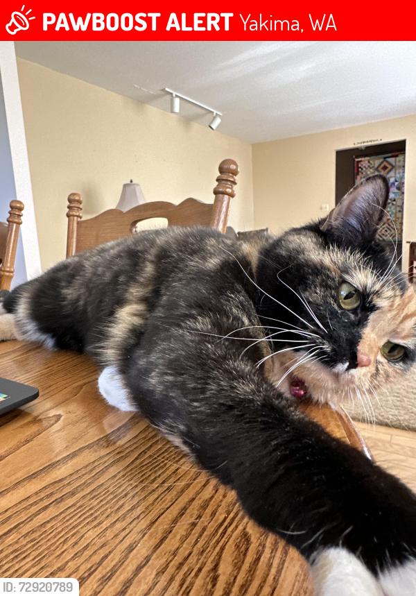 Lost Female Cat last seen Englewood , Yakima, WA 98908