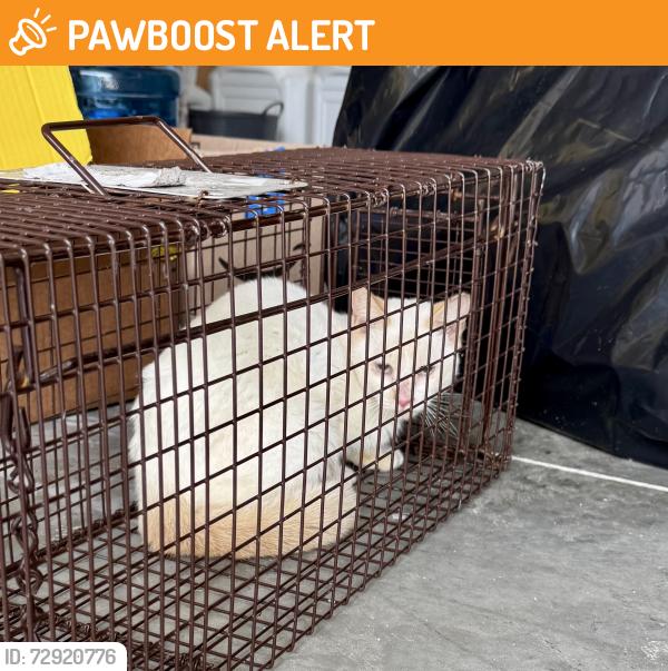 Found/Stray Unknown Cat last seen S Glencoe Rd near Waterford ests, New Smyrna Beach, FL 32168