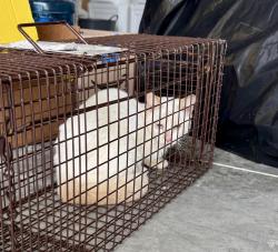Found/Stray Unknown Cat last seen S Glencoe Rd near Waterford ests, New Smyrna Beach, FL 32168