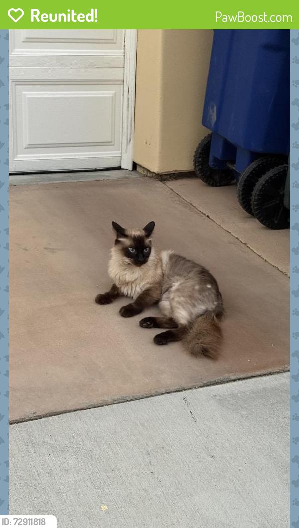 Reunited Unknown Cat last seen Bonair Street & Playa Del Norte Area, San Diego, CA 92037