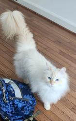 Reunited Female Cat last seen Tahoe Ct and Rettew Dr in the Meadowbrook neighborhood, Prince William County, VA 20112