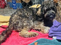 Found/Stray Female Dog last seen PB & J Way, McCalla, AL 35111