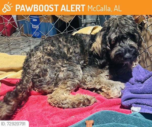 Found/Stray Female Dog last seen PB & J Way, McCalla, AL 35111