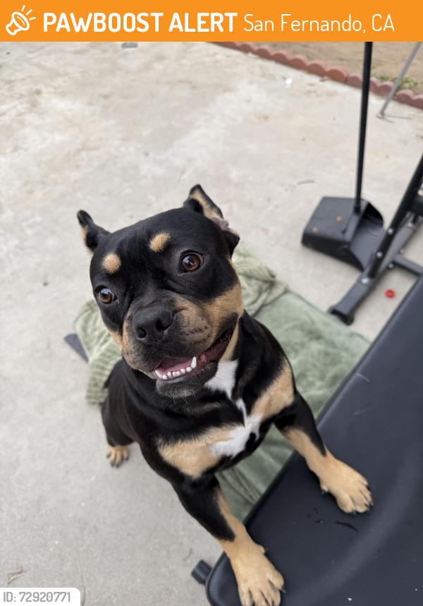 Found/Stray Female Dog last seen Fermoore / seventh, San Fernando, CA 91340