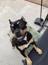 Found/Stray Female Dog last seen Fermoore / seventh, San Fernando, CA 91340