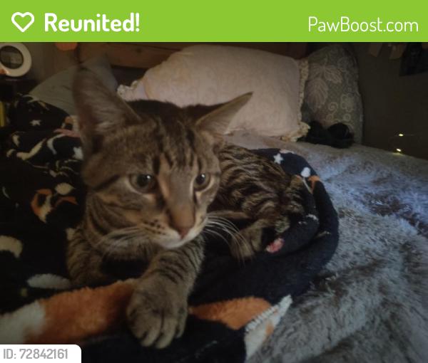 Reunited Male Cat last seen Near greenfield ave, North Chicago, North Chicago, IL 60064