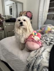 Lost Male Dog last seen .., Miami, FL 33165