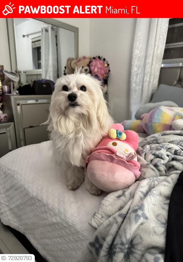 Lost Male Dog last seen .., Miami, FL 33165