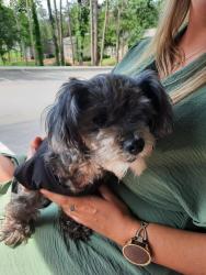 Found/Stray Female Dog last seen Riverwatch Pkwy, Augusta, GA 30907