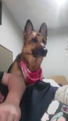 Reunited Female Dog last seen 6th Ln, Big Bear, CA, Big Bear, CA 92314