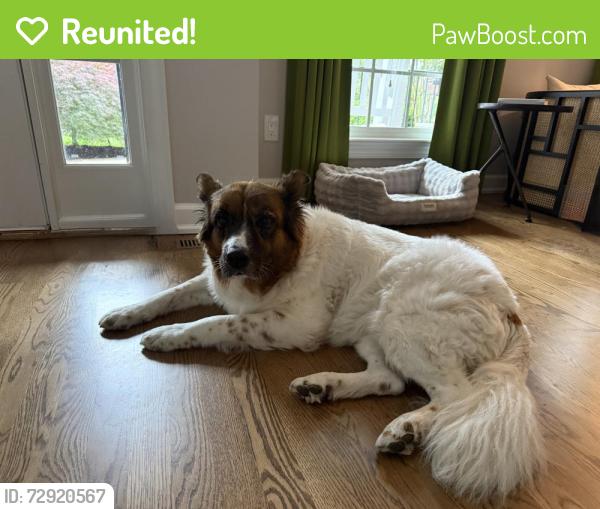 Reunited Female Dog last seen Smith Level Road , Chapel Hill, NC 27510