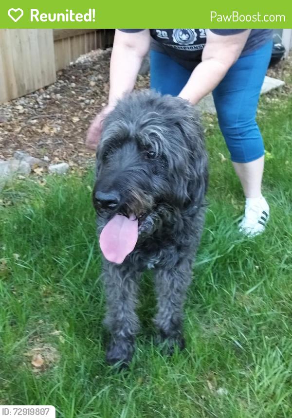 Reunited Male Dog last seen Baxter & Windom , Larimer County, CO 80526