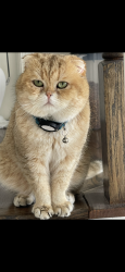 Reunited Male Cat last seen Clatterbuck Loop Gainesville , Gainesville, VA 20155