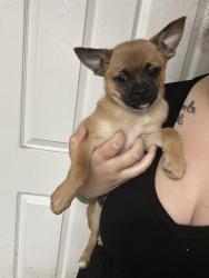 Reunited Male Dog last seen Cherry hill rd, Dumfries Va , Cherry Hill, VA 22026