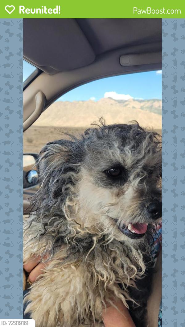 Reunited Male Dog last seen Near uptown blvd, Albuquerque, NM 87110