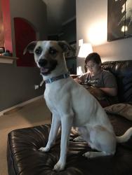 Reunited Male Dog last seen Granbury Road & University, Fort Worth, TX 76109